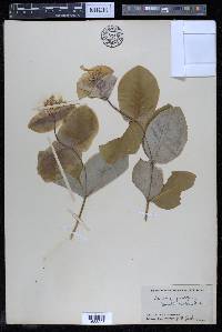 Lonicera prolifera image