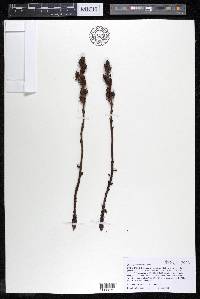 Hypopitys monotropa image