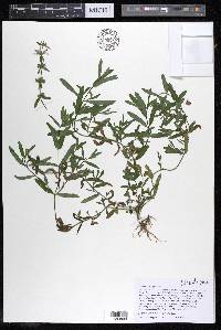 Stachys hyssopifolia image