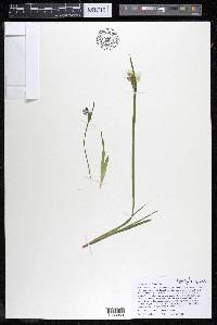 Sisyrinchium albidum image