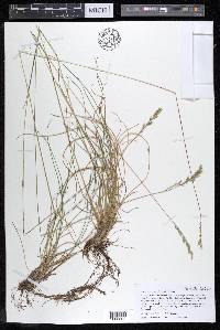 Festuca trachyphylla image