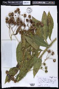 Verbesina alternifolia image