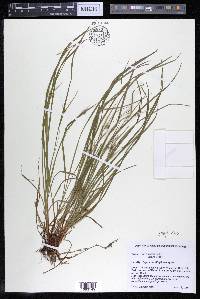 Carex jamesii image