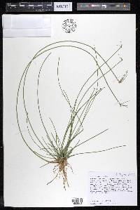 Eleocharis melanocarpa image