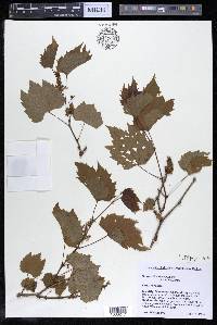 Vitis riparia image