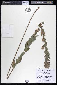 Lespedeza capitata image