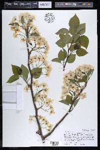 Pyrus calleryana image