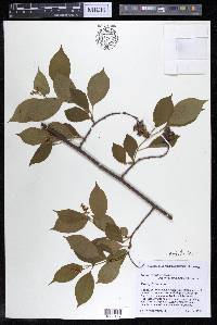 Celastrus scandens image