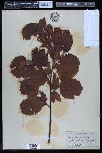 Corylus maxima image