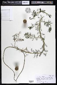 Myriophyllum sibiricum image