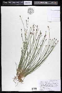 Eleocharis engelmannii image