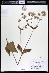 Mirabilis nyctaginea image