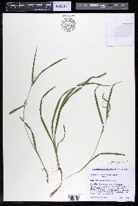 Carex hitchcockiana image