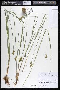 Carex suberecta image