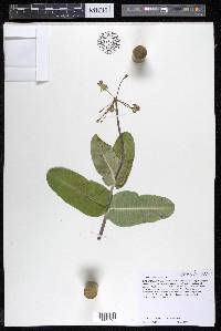 Asclepias amplexicaulis image