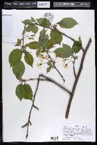 Prunus avium image