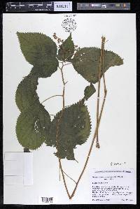 Laportea canadensis image