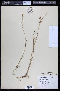 Juncus nodosus image