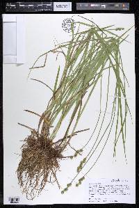 Carex normalis image