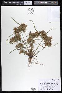 Cyperus engelmannii image