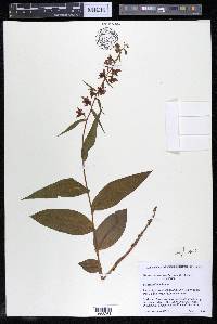 Epipactis helleborine image