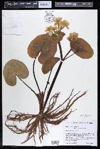 Caltha palustris image