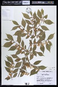 Lonicera maackii image