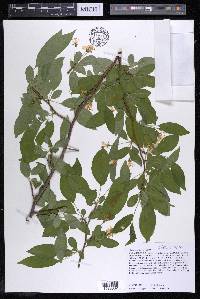 Malus baccata image