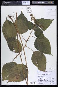 Laportea canadensis image