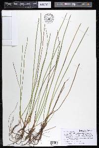 Eleocharis robbinsii image