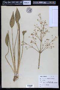 Alisma plantago-aquatica image