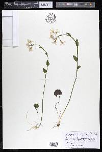 Cardamine bulbosa image