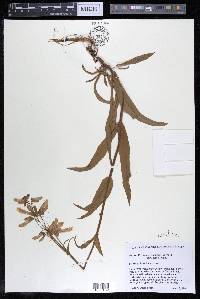 Penstemon hirsutus image