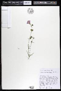 Agalinis purpurea image