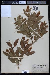 Ligustrum acuminatum image