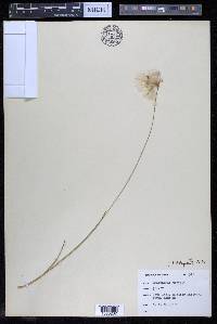 Eriophorum gracile image