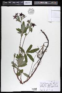 Comarum palustre image