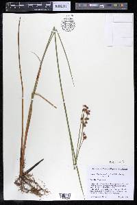 Cladium mariscoides image