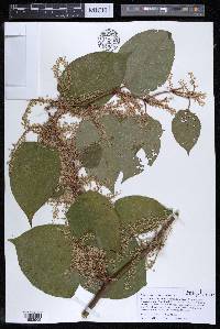 Reynoutria japonica image