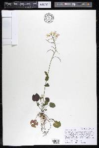 Cardamine douglassii image