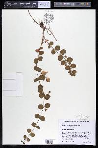 Lysimachia nummularia image