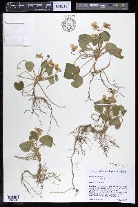 Viola odorata image