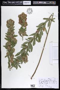 Lespedeza capitata image