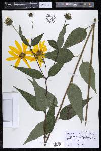 Helianthus strumosus image