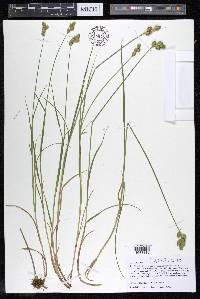 Carex alata image