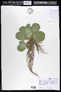 Pistia stratiotes image