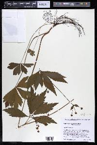 Sanicula odorata image