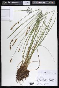 Carex prairea image