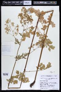 Thalictrum dasycarpum image