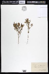 Polygala cruciata image